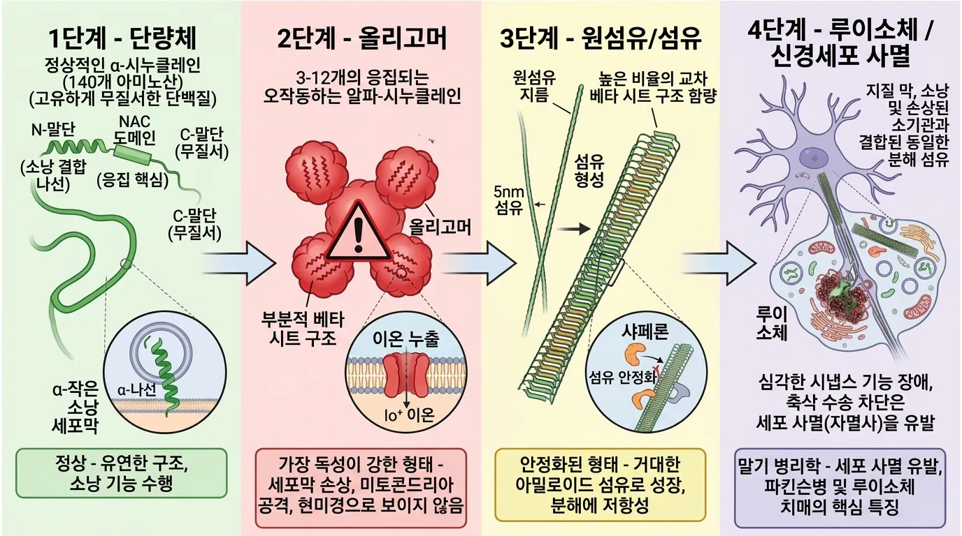 단백질 변성 4단계 — 알파-시뉴클레인의 응집 과정